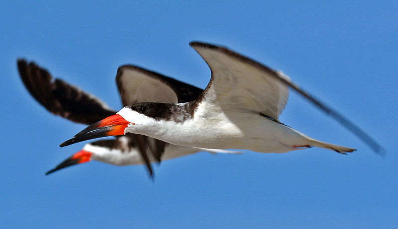 Black Skimmers